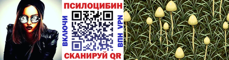 Псилоцибиновые грибы прущие грибы  даркнет сайт  Алексин 