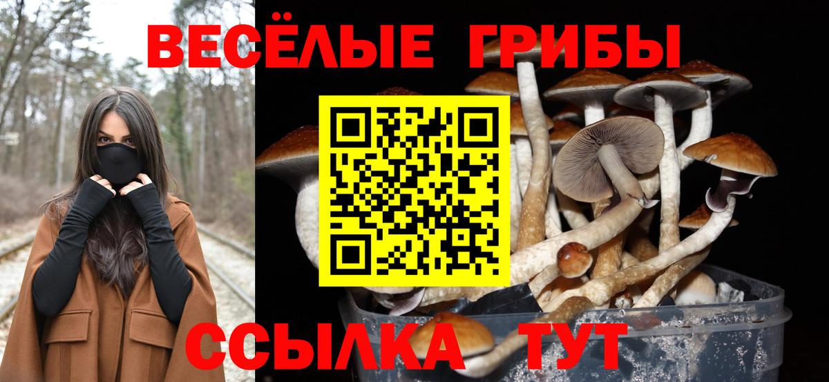 купить закладку  Галлюциногенные грибы MAGIC MUSHROOMS  Алексин  Вход с VPN  Галлюциногенные грибы MAGIC MUSHROOMS 